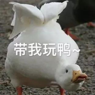 娱乐吃瓜酱鸭鸭视频大全